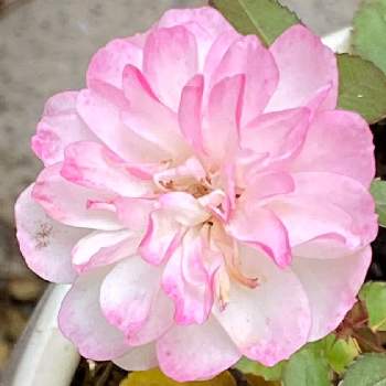 大寒の画像 by なりんさん | 可愛いピンク色♡と花のある暮らしとミニバラ グリーンアイスと大寒