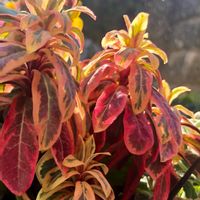 鉢植え,ユーフォルビア,紅葉（こうよう）,冬の庭,冬の朝の画像