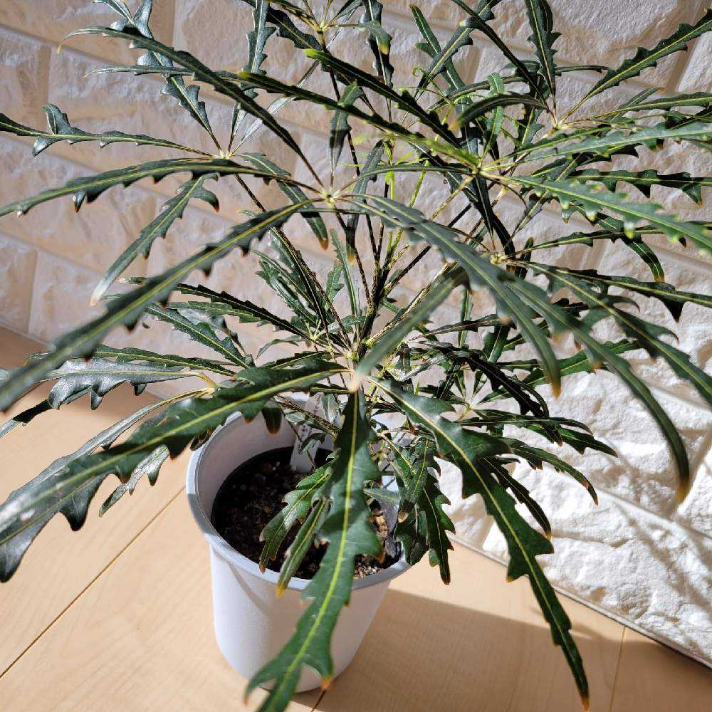 定番多肉以外の植物たちまとめ 随時更新 Greensnap グリーンスナップ