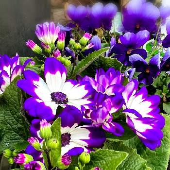 purpleの画像 by tomokoさん | 可愛い花とpurpleと綺麗な花と癒されると鉢植えとサイネリアさん♡