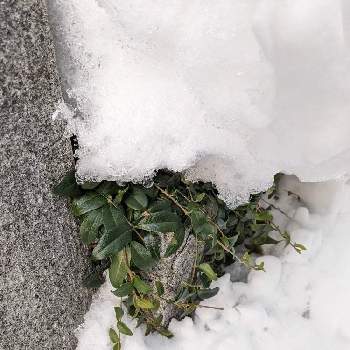 ツルニチニチソウ,北海道,冬の北海道,おうち園芸,雪の下からこんにちはの画像