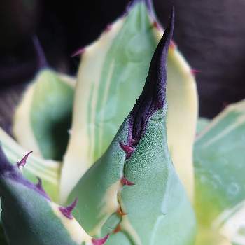 Agave applanata cv. 'Cream Spike',アガベ属,キジカクシ科,クリームスパイク,アガベ　メリコ錦の画像
