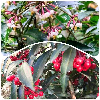 正月の縁起物の画像 by hideさん | お出かけ先と果実と植物観察と正月の縁起物と植物名由来