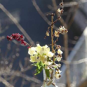 シンフォリカリフォスの投稿画像一覧 Greensnap グリーンスナップ