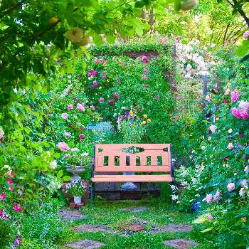 WEEKEND FLOWER,ガーデン,ばら バラ 薔薇,オープンガーデン,GS映えの画像