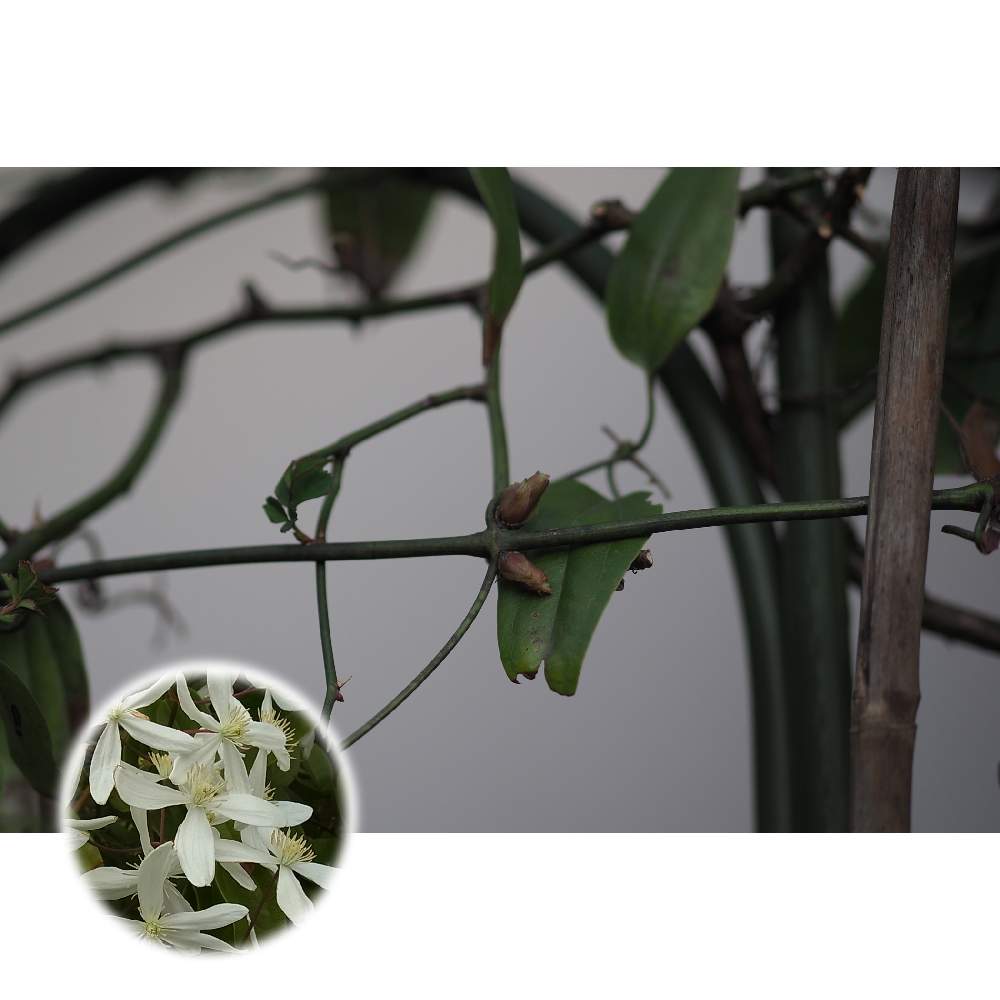 クレマチスの投稿画像 By 我楽多さん アーマンディ クレマチス とoly 40 150mm F2 8 Proとom D E M1 と箱庭に咲く花1月 22月1月日 Greensnap グリーンスナップ