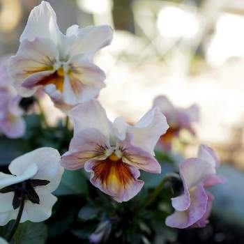 八ヶ岳ビオラの画像 by サッチさん | 小さな庭とビオラと八ヶ岳ビオラと寄せ植えと花のある暮らしと「パンジー&ビオラ」コンテスト