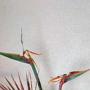 赤ドラセナ。の画像 by Jun.cyさん | 窓辺と松　まつと♯葉牡丹と南天なんてんとお正月のお花リメイクと赤ドラセナ。とストレリチア 極楽鳥花！