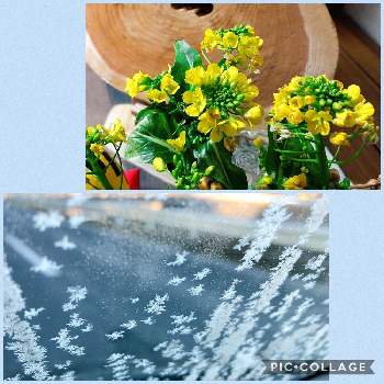 大寒の画像 by かげさゆさん | 氷の花とナノハナと大寒と千葉と氷の結晶と富山支部と寒空