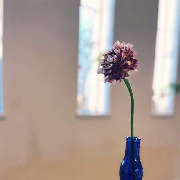 空き瓶の画像 by ぐっぴぃさん | 窓辺とラナンキュラスと切り花といけばなと空き瓶
