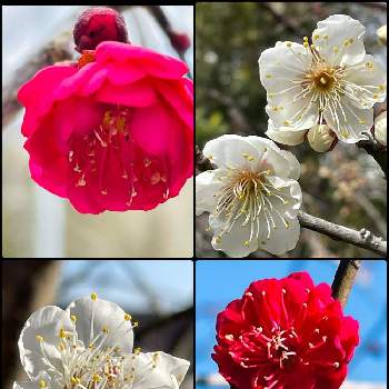 しだれ梅,鹿児島紅梅,うめ,自己満足,小さな庭の画像