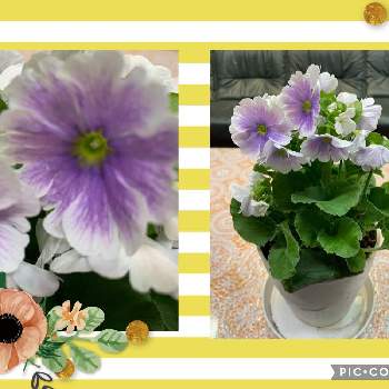 かわいいプリムラの画像 by ちーちゃんさん | 窓辺とかわいい❤️と プリムラとお花大好き♡と植物大好きとかわいいプリムラと楽しい！