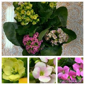 #ガーデニングの画像 by ちーちゃんさん | 窓辺とピンク色の花♡と寄せ植えと植物大好きと#ガーデニングと黄色の花と楽しい！