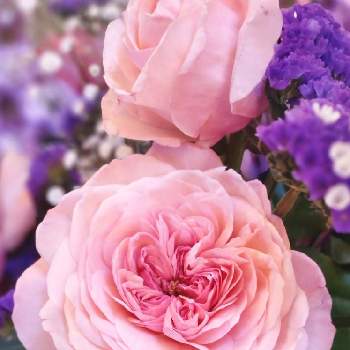 薔薇・バラ・ばらの画像 by シェリーさん | 薔薇とふわふわとばら バラ 薔薇とピンク！ピンク！ピンク！とピンクの薔薇と薔薇・バラ・ばらとピンクの花と薔薇好きとピンク大好きと金曜ローズショーと今日も素敵な1日を〜とピンクのお花とピンクワールドへ ようこそと素敵な1日をとふんわり優しい色と薔薇♪とばら 薔薇 バラと薔薇大好きとふんわりと優しい気持ちと楽しい時間