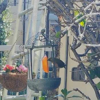 花梨の画像 by Yume cafeさん | 小さな庭とメジロさんと花梨とプリムラ・ジュリアンと季節を楽しむと野鳥観察とお花を楽しむと可憐なお花と元気！と美しい♡とハンギングと暮らしを楽しむとみかん♡とガーデニング雑貨と雑貨好き♡と花のある暮らしとかわいい