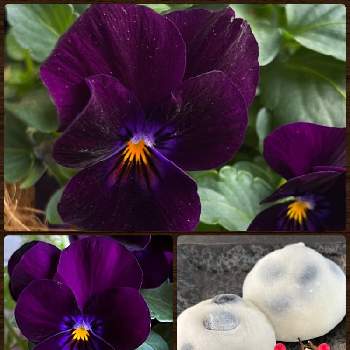 冬に負けないの画像 by morinokoさん | キッチンと寄せ植えと冬に負けないとパンジー、ビオラ♡とビオラ ブラックベリー♡とおうち園芸と素敵な色合いとsweetsコラボと紫のお花