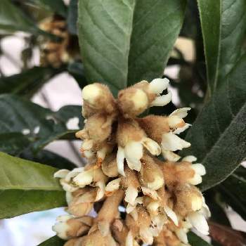 ビワの花の投稿画像一覧 Greensnap グリーンスナップ