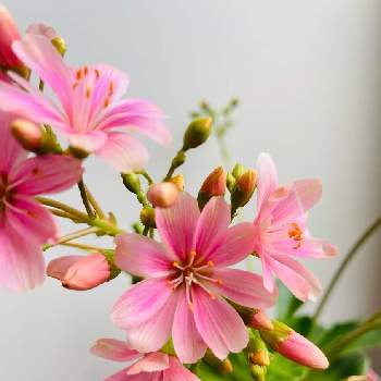 スベリヒユ科の画像 by のんさん | 窓辺とレウィシアとスベリヒユ科とピンクの花と レウィシアと鉢植えとレウィシア属とかわいい