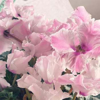 300円の投稿画像一覧 Greensnap グリーンスナップ 300円の投稿画像一覧 Greensnap グリーンスナップ