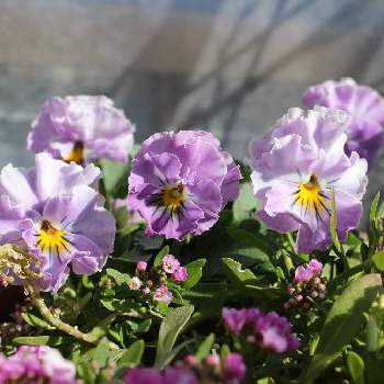 手作りガーデンの画像 by pipiさん | バルコニー/ベランダとビオラ　アデールとビオラ・パンジーと寄せ植えとバルコニーガーデンとおうち園芸と手作りガーデンと花のある暮らしと紫のお花