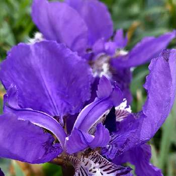 与儀公園の画像 by 　❇︎mimiさん | イチハツと紫色の花と那覇市と与儀公園