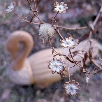 冬色✽の画像 by 秋草さん | 広い庭とキクとグリーンアクセサリー♪と綿毛✽とキク✽と冬色✽とちっちゃいものクラブとカサカサツアーよりと鳥(飾り)と花殻✽