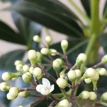 暑さ寒さに強いの投稿画像一覧 Greensnap グリーンスナップ
