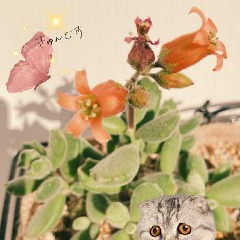 コチレドン　子猫の爪の画像 by うなさん | バルコニー/ベランダと多肉植物初心者と多肉中毒と子猫の爪の花とコチレドン　子猫の爪と多肉植物の花