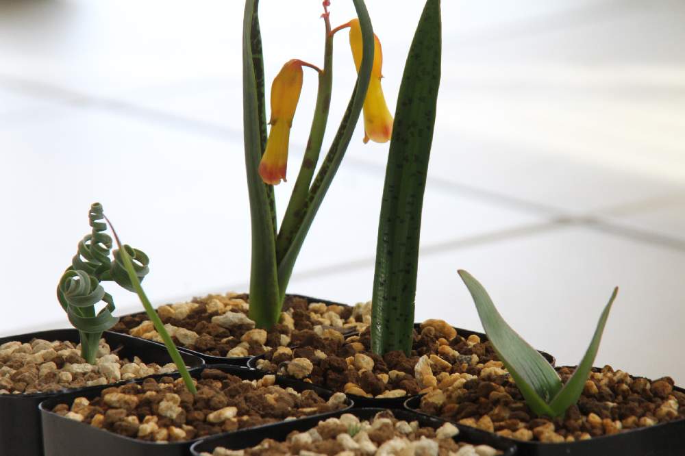 ケープバルブ エリオクエスト 22年福袋 竹 の中身ネタバレ Greensnap グリーンスナップ