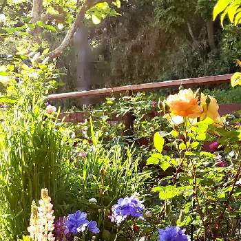 ばら大好きの画像 by keiraさん | 小さな庭とデルフィニウムとパットオースチンとルピナスと春になればとばら大好きともさもさとはるよこいと昨春の写真と萌え萌え