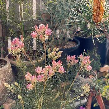 植物オタクの画像 by nijiさん | 小さな庭とセルリア プリティピンクと植物のある暮らしとJUNK Gardenと植物オタクとjunkとno green no lifeと植中毒とネイティブプランツとオージープランツ