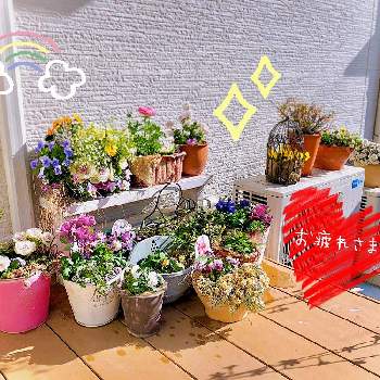 みんな可愛い♡の画像 by hinamama ♡さん | 小さな庭とお疲れ様です♡とパンジー♪とビオラ♡と寄せ植えとウッドデッキと今日も頑張った✨とアリッサム♡とみんな可愛い♡