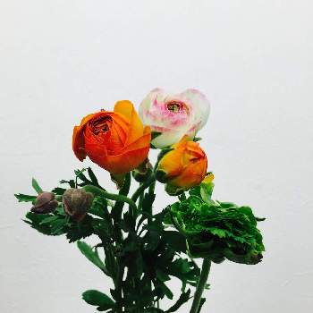 ラナンキュラス,マルシェ,ナチュラルフラワー,野に咲く花が好き,恵比寿の画像