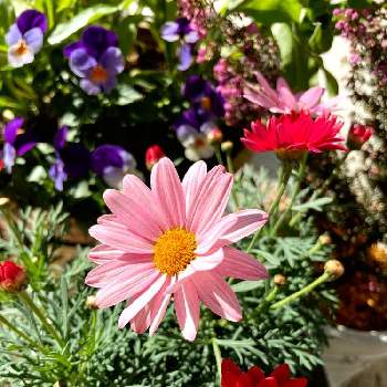 花色変化の画像 by mimiさん | 小さな庭と花色変化とPW マーガレット シンプリーコーラル