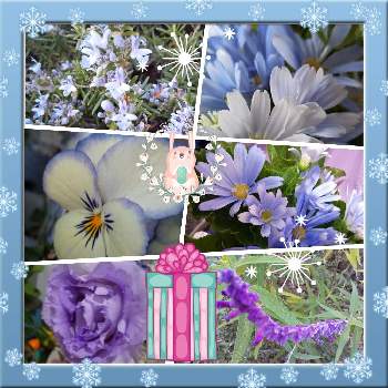 青い小さな花マニアの画像 by じゅんさん | バルコニー/ベランダと2019同期と㊗️ゆめ☆さん800picと㊗️YUMIさん2100picとチームブルーNO.076と2022早春を彩る花草木と医療関係者に感謝とウキウキわくわく♪と青い小さな花マニアと㊗️mimozaさん1300picとコロナに負けるな！と楽しく元気に頑張ろうとしあわせ運べるようにといつも心に太陽をと青い冬の花2022と青い花で新年会2022と今日も一日お元気でと青い花マニアとチーム・ブルーと❄️冬にまけるな❄️と㊗️かねーちゃん2300pic