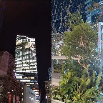 渋谷の画像 by ボル月さん | お出かけ先と観葉植物と渋谷と夜の撮影と<加工アプリ>