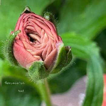 葉っぱがラテン語の投稿画像一覧 Greensnap グリーンスナップ 葉っぱがラテン語の投稿画像一覧 Greensnap グリーンスナップ