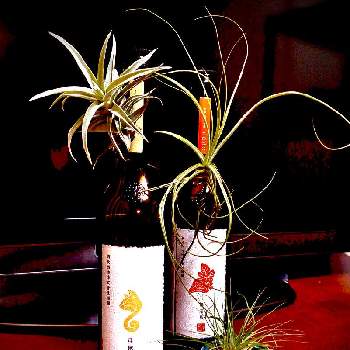 チランジア,多肉植物,チランジア属,多肉女子,日本酒の画像