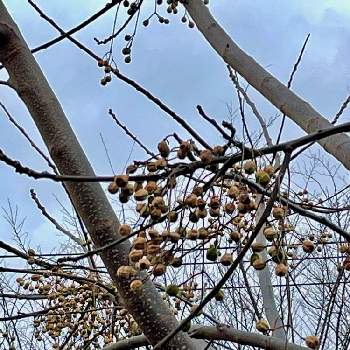 センダン科の投稿画像一覧 Greensnap グリーンスナップ