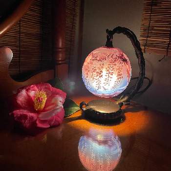 高貴な花の投稿画像一覧 Greensnap グリーンスナップ