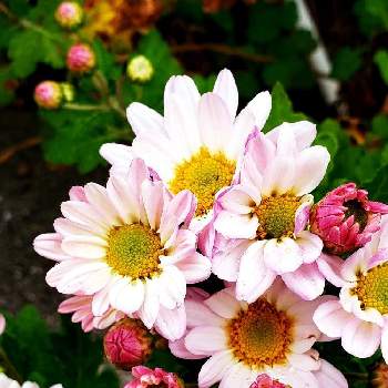 sora の物語の画像 by so.raさん | スプレーマムと花のある暮らしときょうのお花とsora の物語