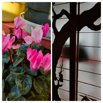 ガーデンシクラメンクレヨンの画像 by 黒ねこさん | 玄関とニャンニャン祭りとGSの繋がりに感謝♡とピンクの花とGS3年生とはなのある暮らしとガーデンシクラメンクレヨンと平和な日々を願いと黒にゃんこ隊