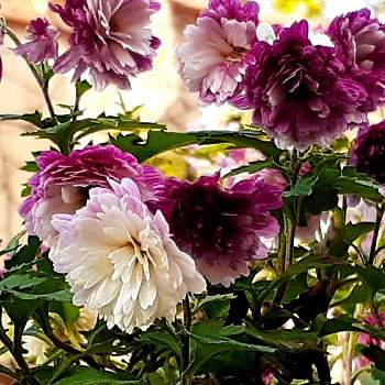 スプレーキクの画像 by さくら貝さん | お出かけ先とスプレーマムとキクと三島市立公園楽寿園とスマホ撮影と♡今日のお花♡とスプレーマム。と今日のお花と今日の花と花びらとお花とスプレーキクとキク❁