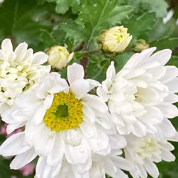 スプレーキク(スプレーマム)の画像 by manabeさん | お出かけ先とスプレーキク(スプレーマム)と今日のお花とお友達の庭とポットマム♡白と洋菊スプレー菊