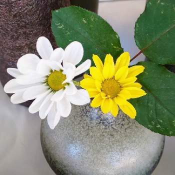 白いお花＊の画像 by オリーブの葉さん | スプレーマムと花瓶ときくの花ときく♡と白いお花＊と黄色いお花＊とスプレーマム。と切り花とスプレーマム 黄とスプレーマム 白と花びんとシンプルとシンプルが好きと今日のお花