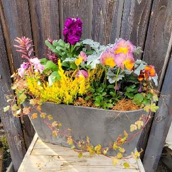 神奈川の投稿画像一覧 Greensnap グリーンスナップ