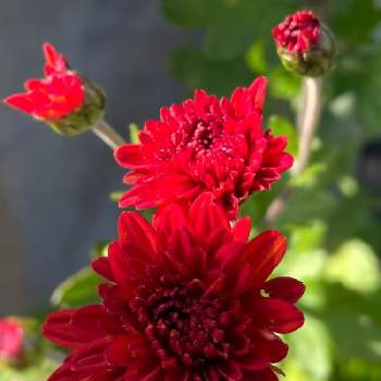 スプレーキクの画像 by 梨風さん | スプレーマムと赤い花とお散歩と今日のお花とスプレーキク