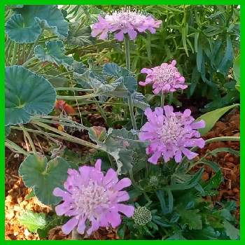 スカビオサの花の画像 by メリーさん | 小さな庭と寄せ植えとおうち園芸とスカビオサの花と鉢植えと花のある暮らし