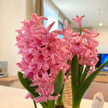 ヒヤシンス,お花大好き♡,ピンクの花,癒し,心ほっこりの画像