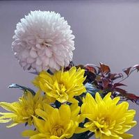 スプレーマム,うすピンクの花,今日のお花,癒される,白いお花の画像